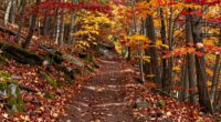 seasonal walkway transformation guide