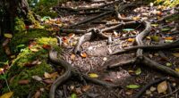 enhancing play with nature
